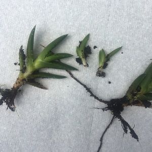 ALOE pups (Save for Sarah C)